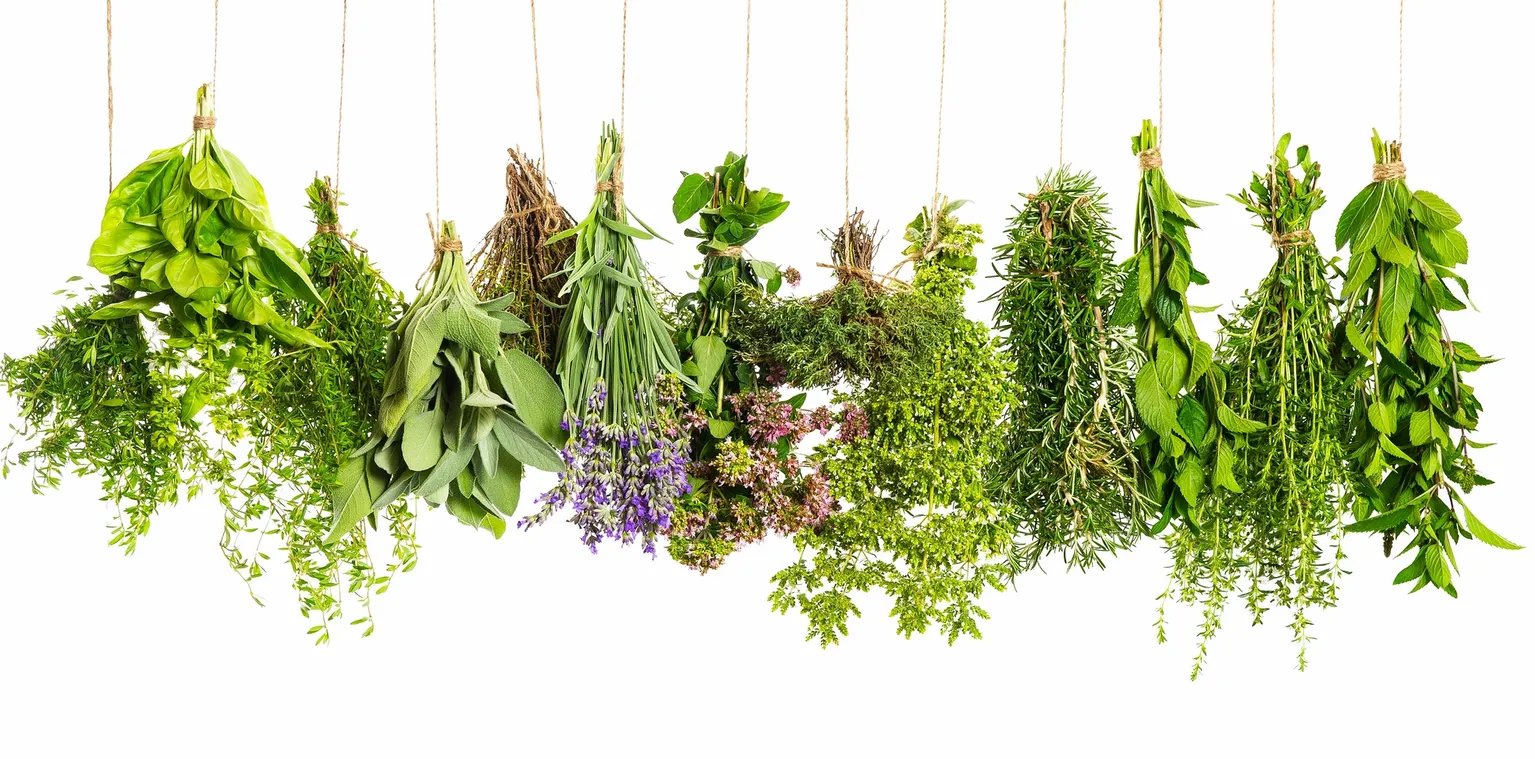 rs=w_1535,m A bunch of different herbs hanging from strings